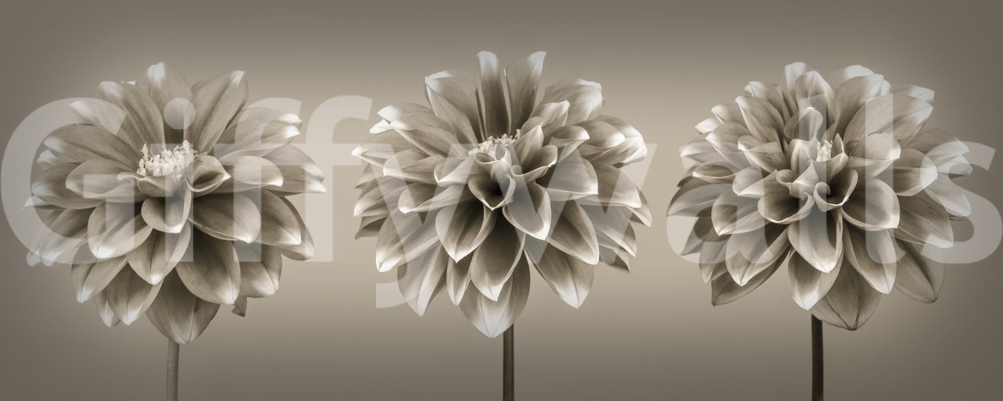 Artistic floral composition, Sepia Dahlia Trio luxury wall textile.