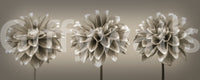 Artistic floral composition, Sepia Dahlia Trio luxury wall textile.