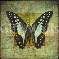 Gilded Butterfly wallpaper highlighting cyan spotted wings on distressed canvas backdrop