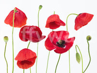 Summer garden vibe Crimson Poppy Field wall mural perfect for bright interior design.