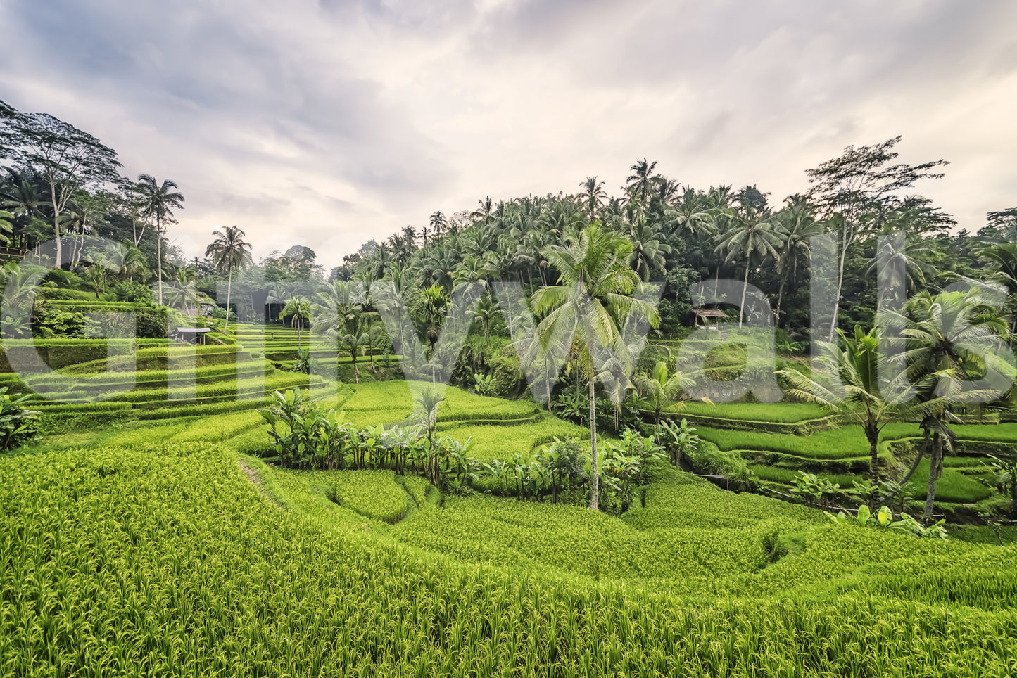 Bali Rice Terraces Wall Mural