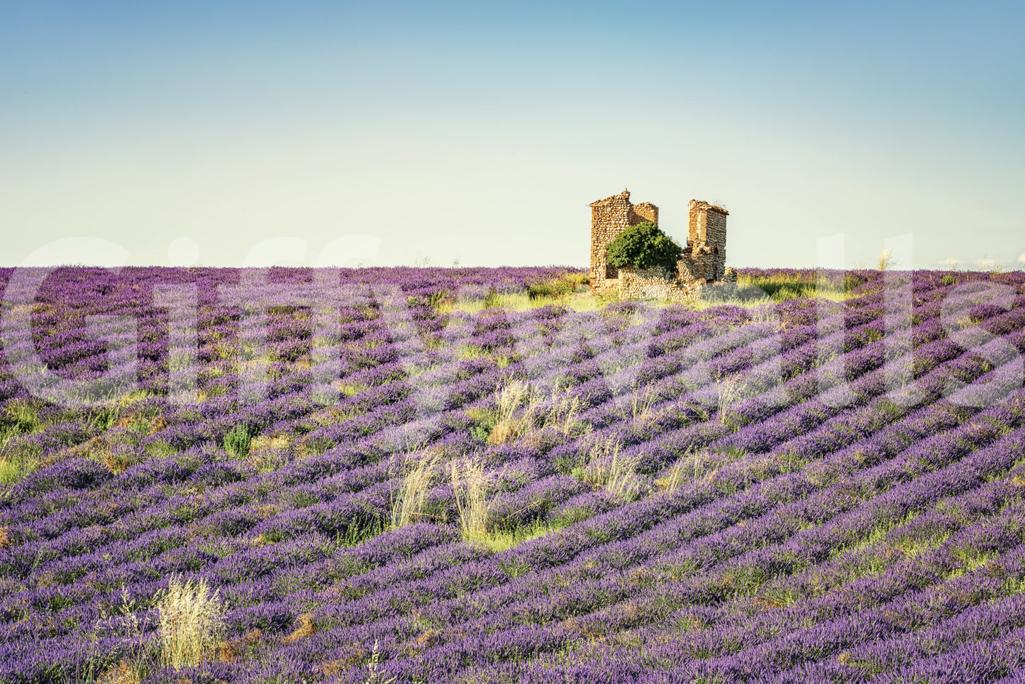 Lavender Field Sunset Wall Mural