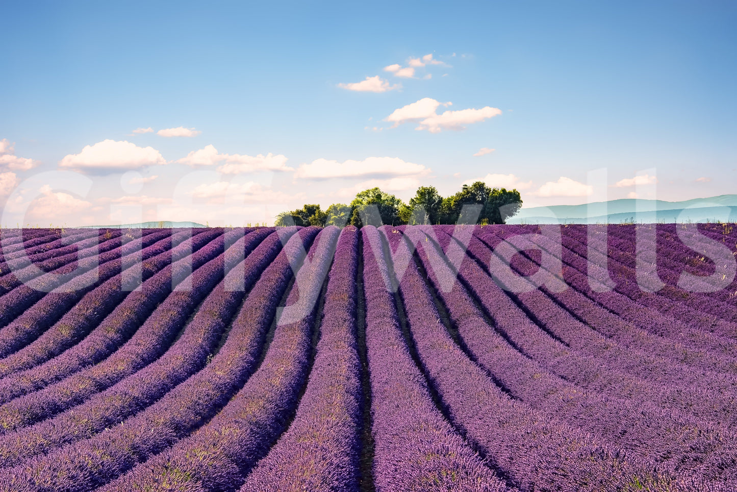 Provence's Purple Haze Wall Mural