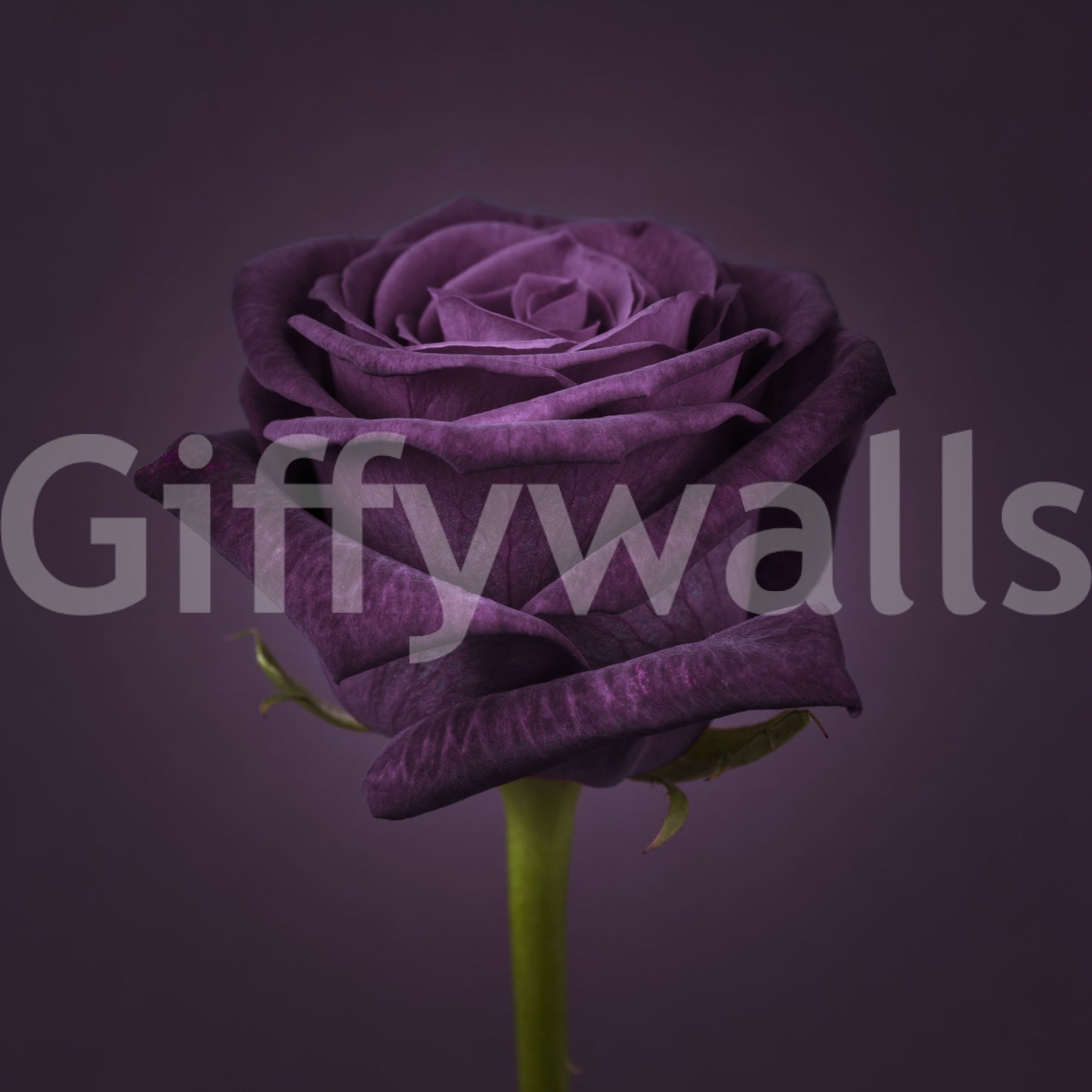 Royal Beauty Wall Mural