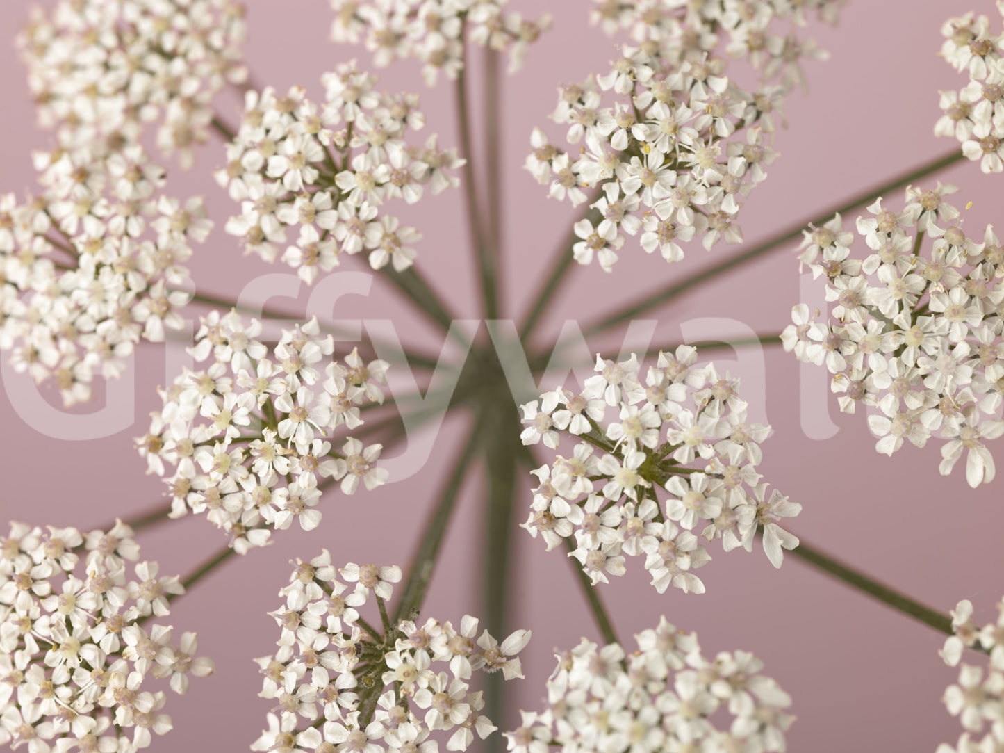 Wildflower Whispers Wall Mural
