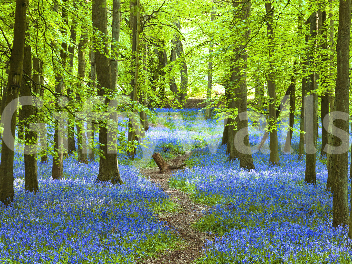 Azure Pathway Wall Mural