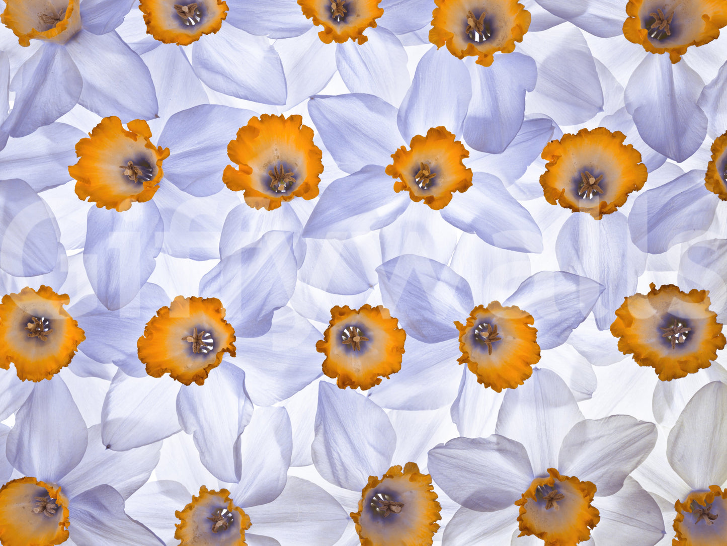 Wandbild „Narzissenträume“