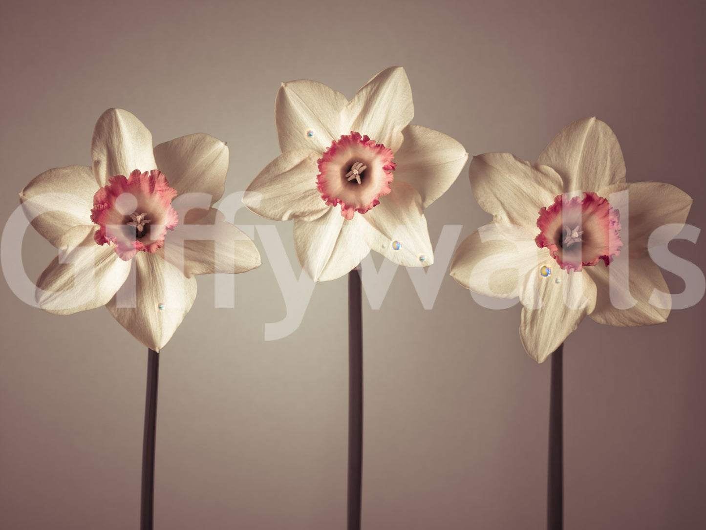 Blændende påskeliljer vægmaleri