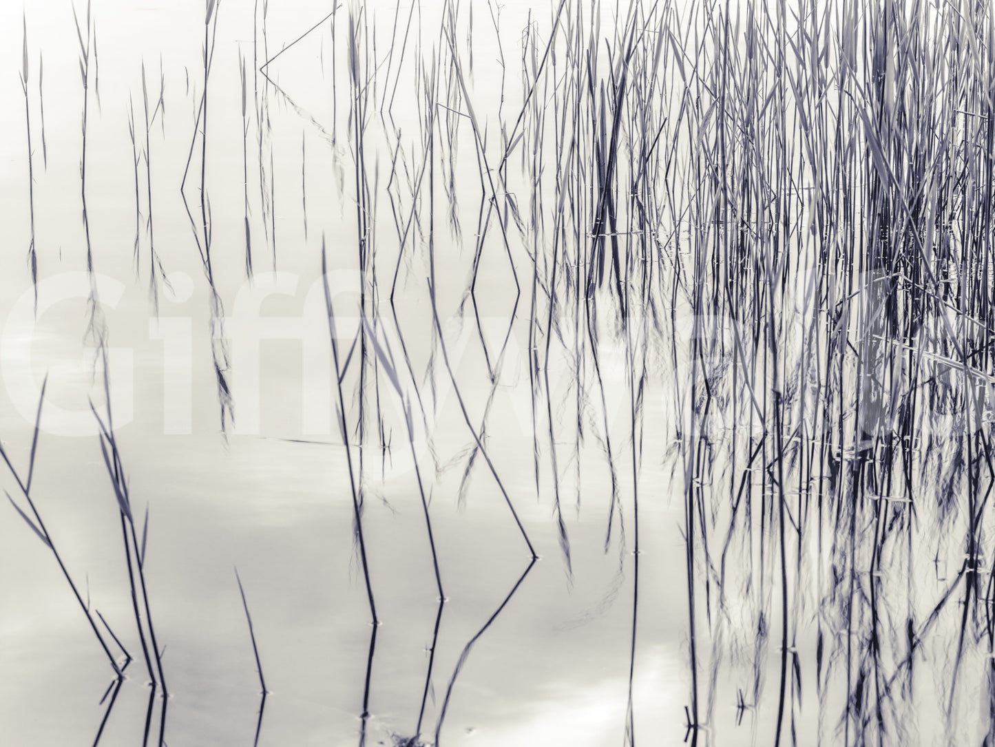 Græsbeklædte refleksioner vægmaleri