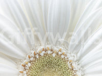 Petals spread in a wide fan from a tight centre on the White Petal Radiance wall mural