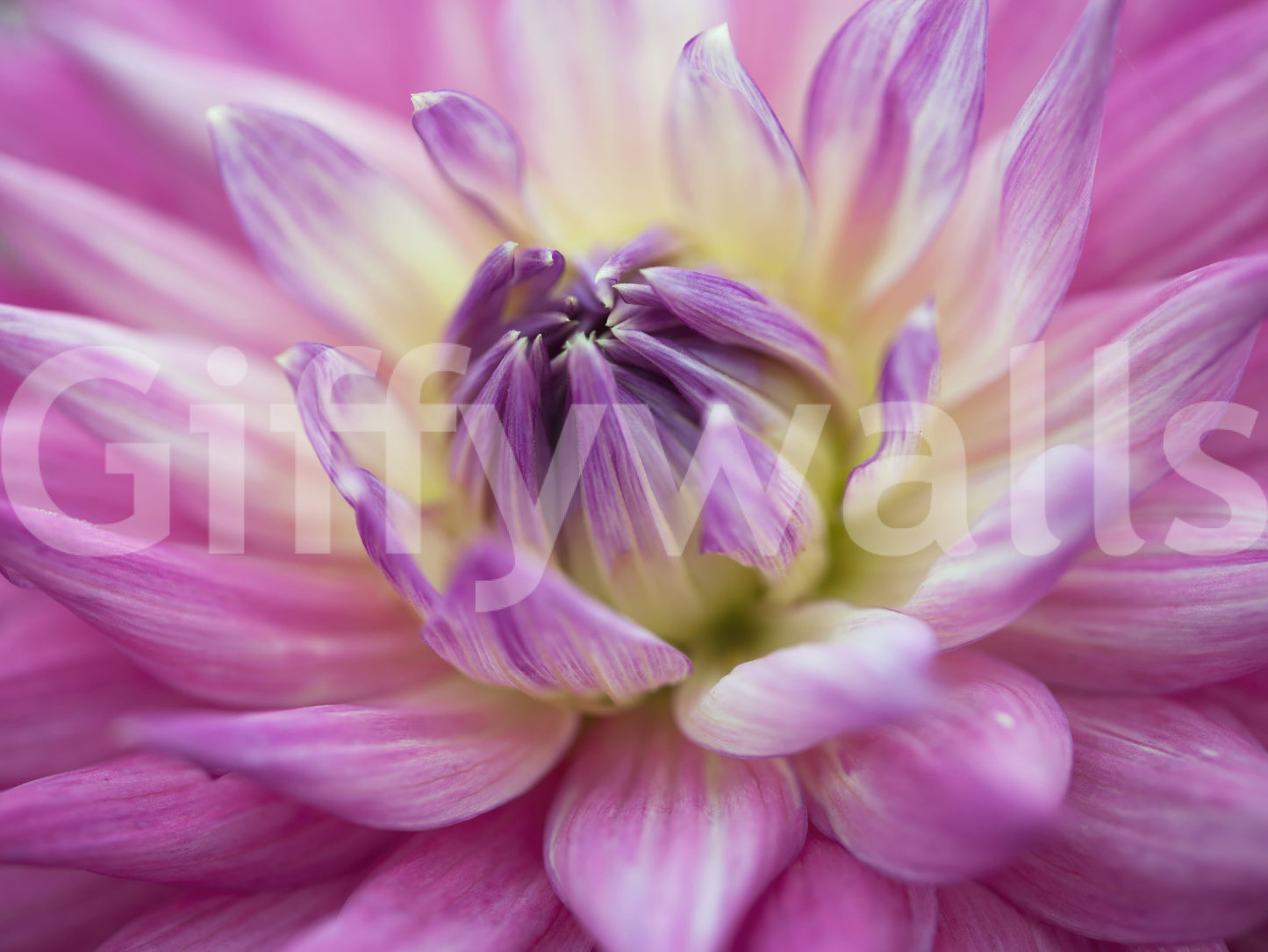 Vibrant Dahlia Blossom Wall Mural