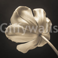 Slim stem rises into shadow across the Ethereal Tulip Bloom wall mural for quiet drama.
