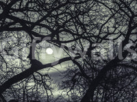 Crooked twigs splay outward in every direction across this Midnight Branches wall mural.