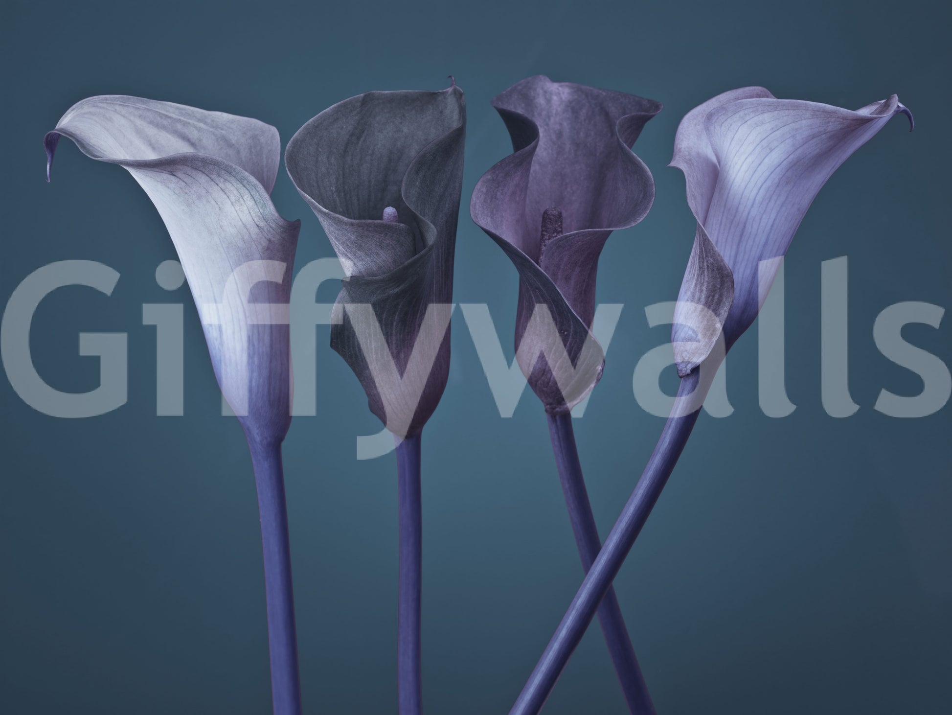 Slim stems rise into sculptural blooms on this calla lily wall mural