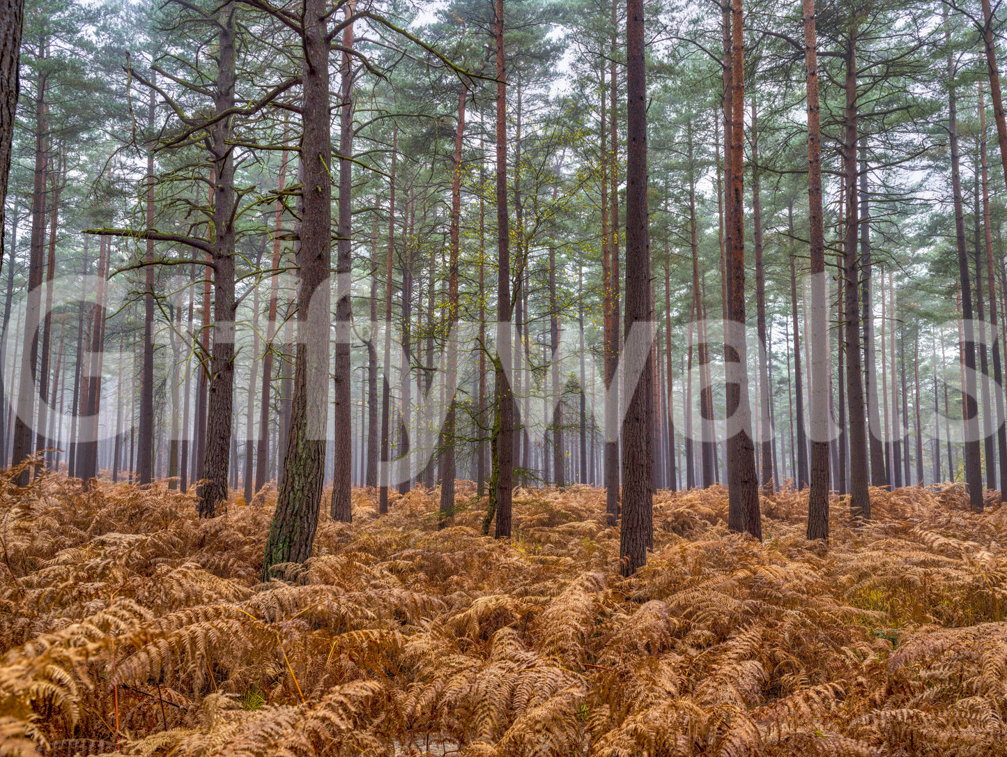 Wandbild Kiefernwald & Glutfarne