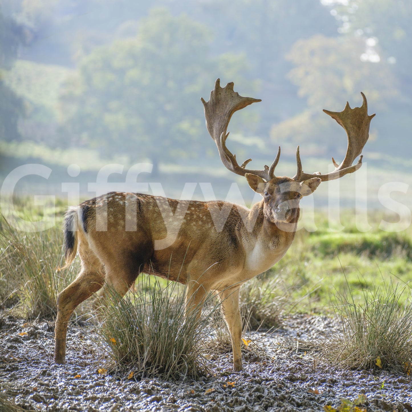 Woodland Regent Wandbild