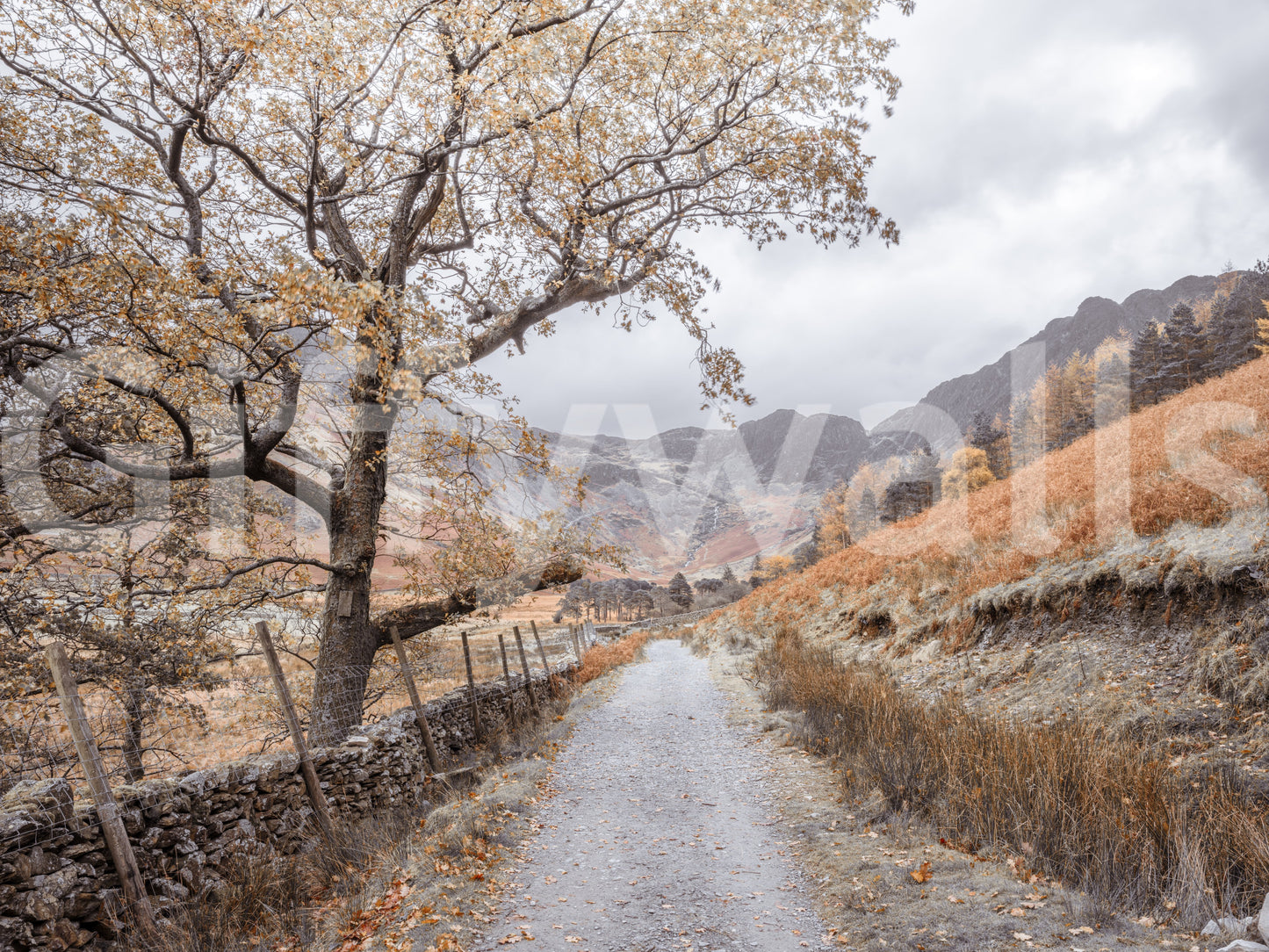 Fototapeta Golden Valley Trail