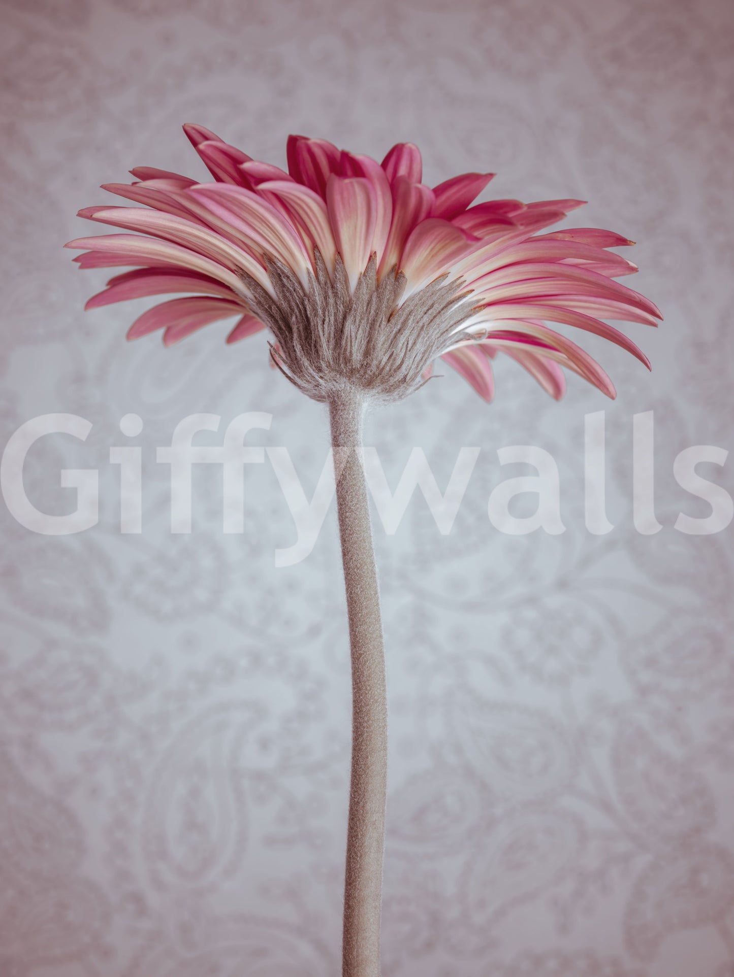 Elegante Tapete mit pinker Gerbera-Blüte als Wandbild