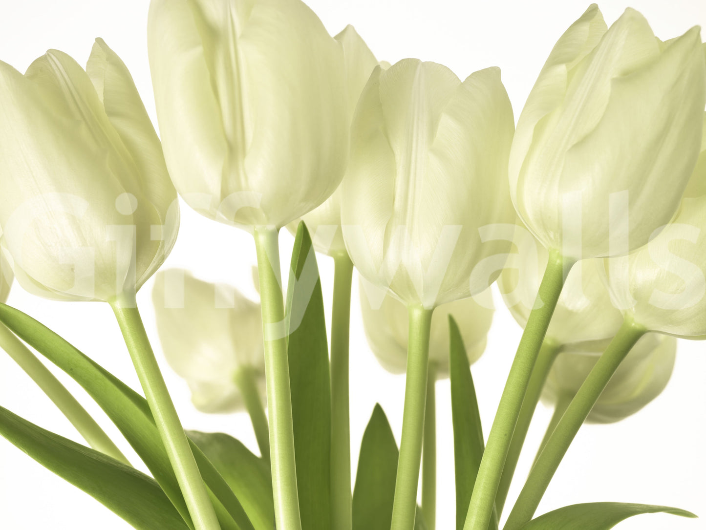 Lysende hvide tulipaner blomster vægmaleri vægmaleri