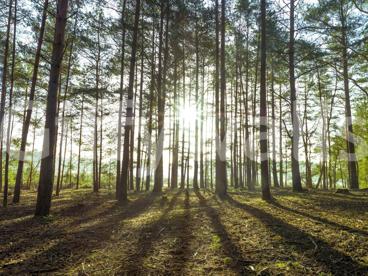 Sunlit Pine Forest Morning Wall Mural