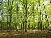 Sunlit Spring Beech Grove Wall Mural