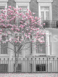 Keväinen magnolia Urban Bloom -seinämaalaus