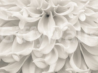 Cream Petal Macro Flow Wall Mural