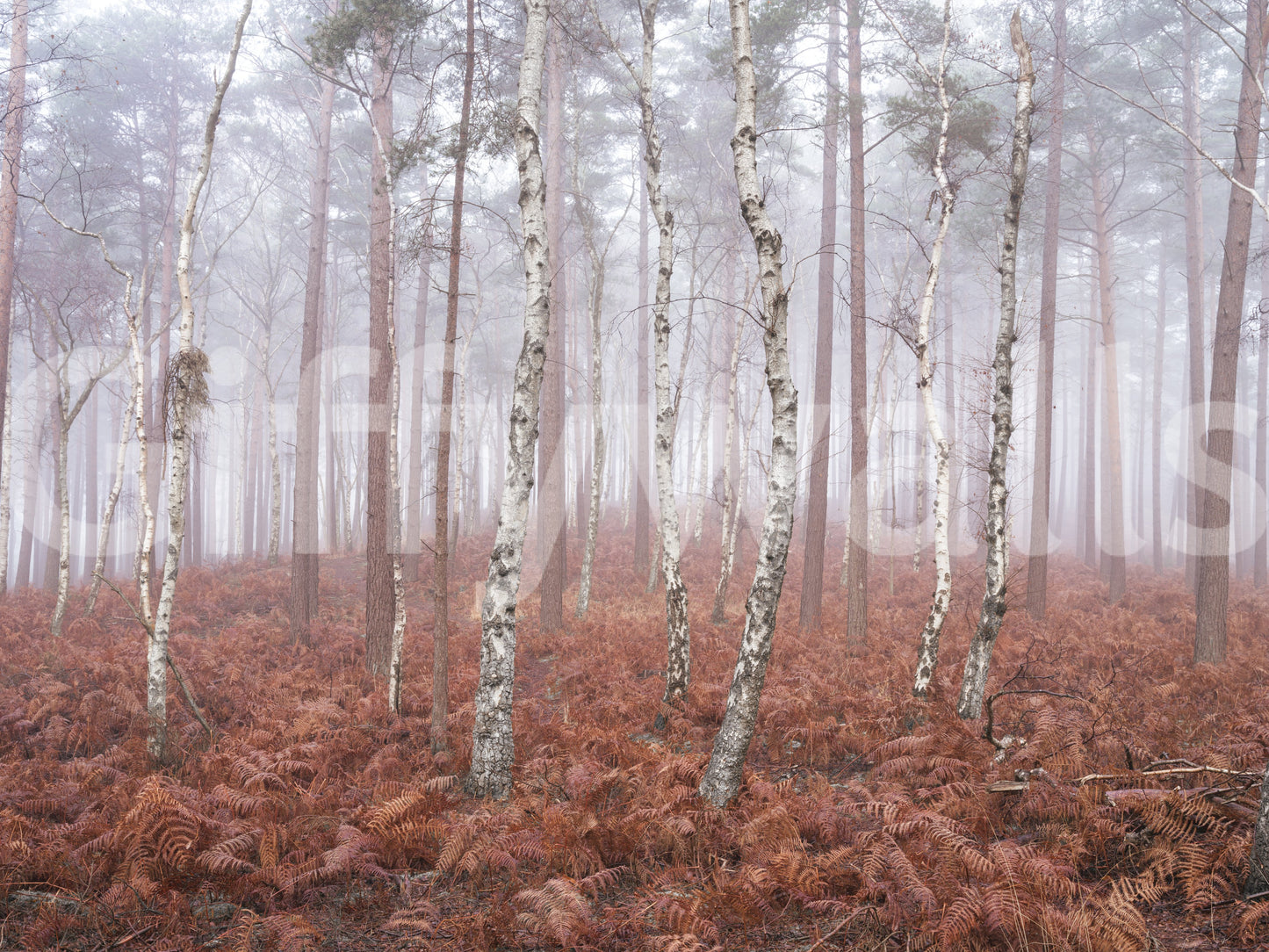 Väggmålning Misty Woodland Awakening