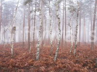 Väggmålning Misty Woodland Awakening