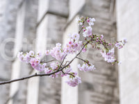 Vægmaleri med forårsblomstrende gren