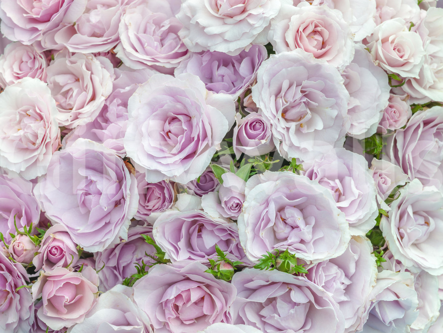 Sanftes Blush Rosengarten Wandbild
