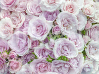 Sanftes Blush Rosengarten Wandbild