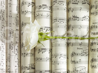 Melodische Weiße Blüten Harmonie Wandbild
