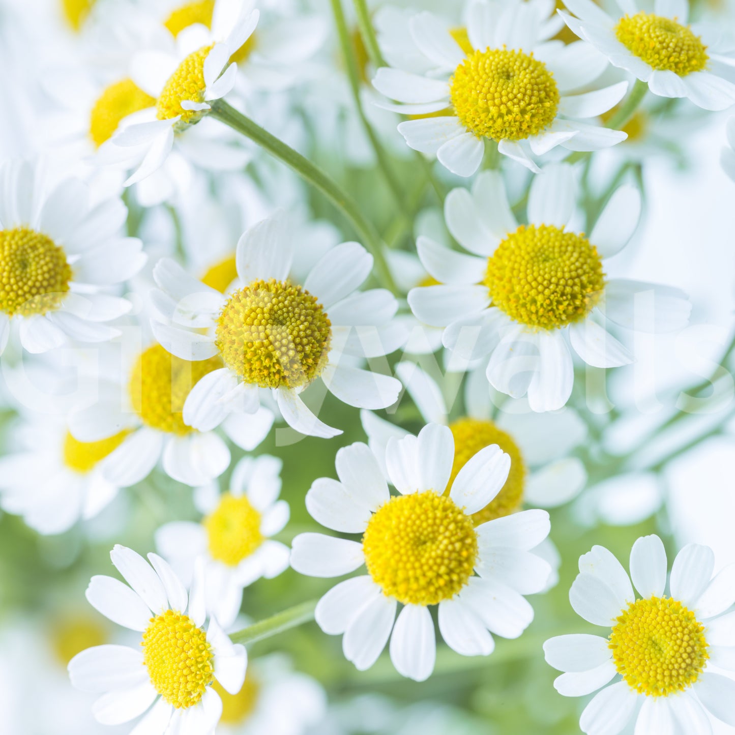 Frühlingswiese Blüten Wandbild