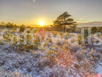 Frosty Morning Woodland Glow Vægmaleri