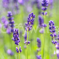 Vægmaleri med æteriske lilla blomsterstilke