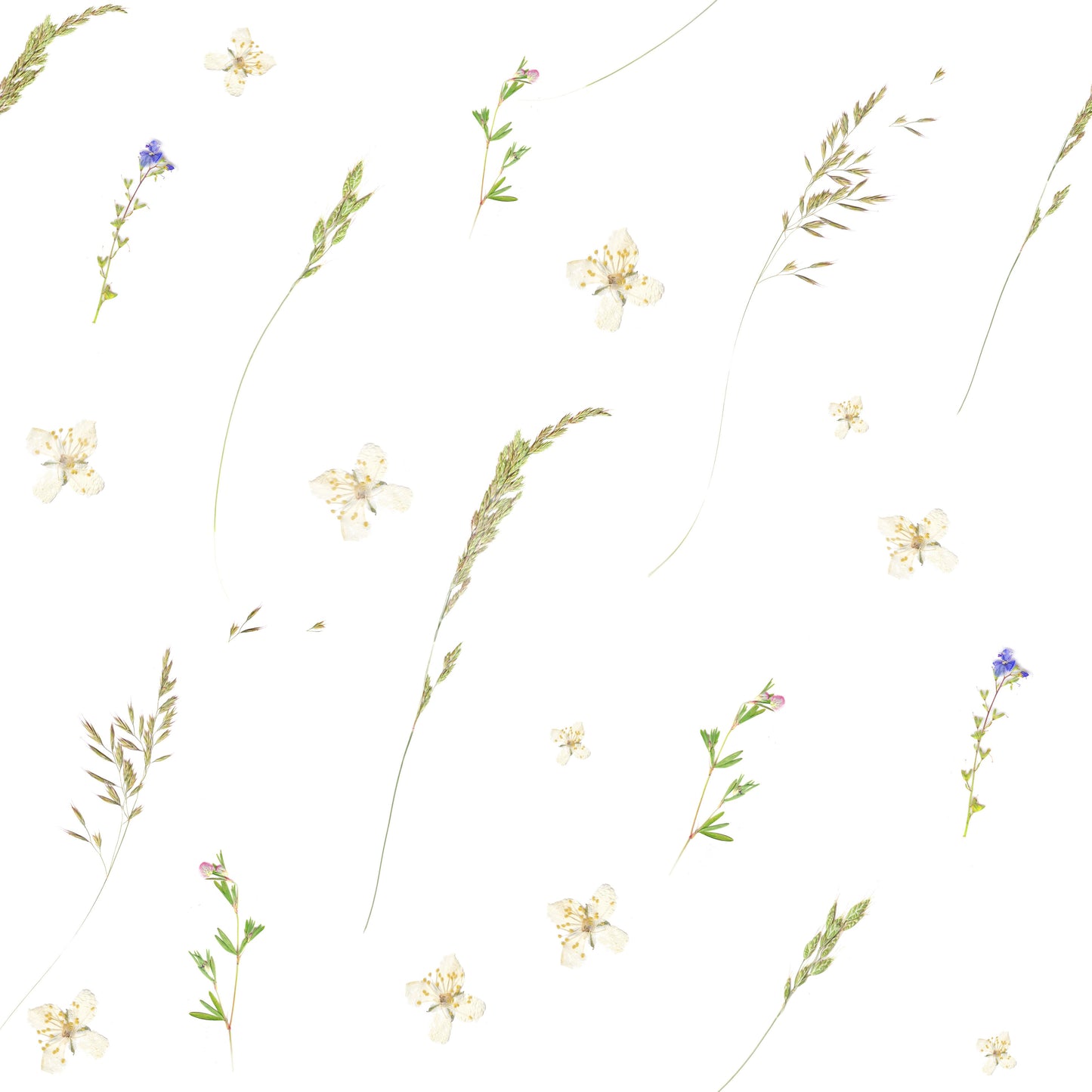 Tapete „Gepresste Wiesenblumen“