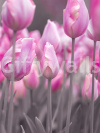 Spring Tulip Macro Study Wall Mural
