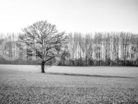 Wandbild „Morgenstimmung auf der nebligen Wiese“