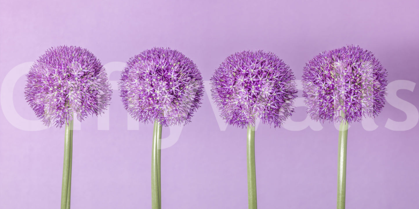 Symmetrische Lavendelblüten-Kugeln als Wandbild