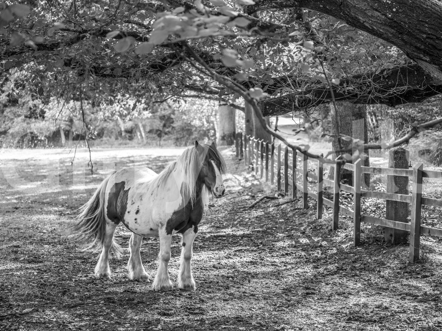 Fresque murale monochrome pastorale représentant un paysage équestre