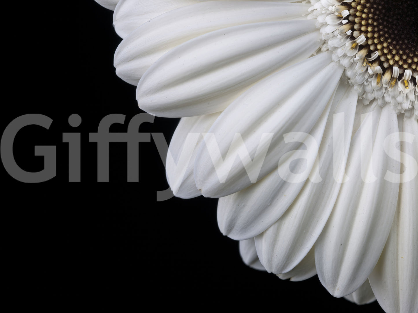 Monokromt vægmaleri med makrostudie af gerbera