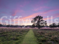 Wandbild „Abendliche Feldlandschaft am Horizont“