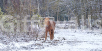 Rustikales Winter-Waldpony-Wandbild