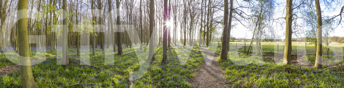 Wandgemälde „Waldmorgen-Sonnenlicht“