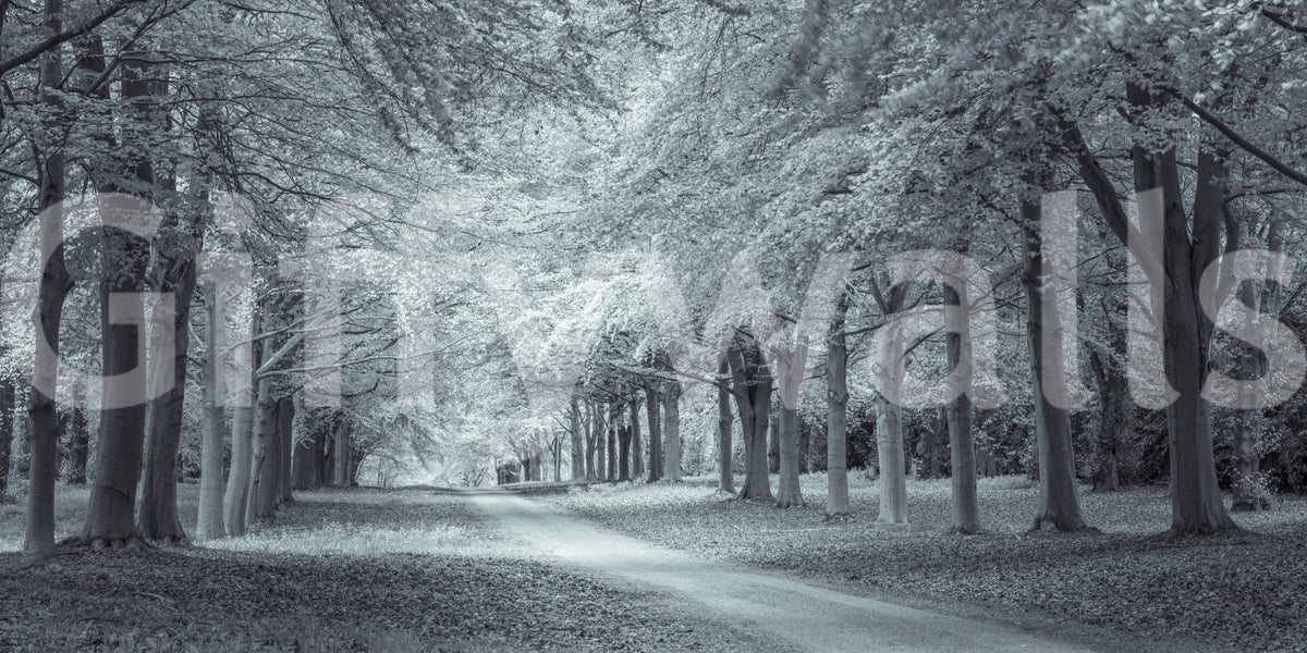 Serene wandmuurschildering van een pad onder een bosluifel