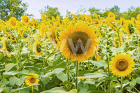 Papier peint panoramique champ de tournesols dorés dans une prairie