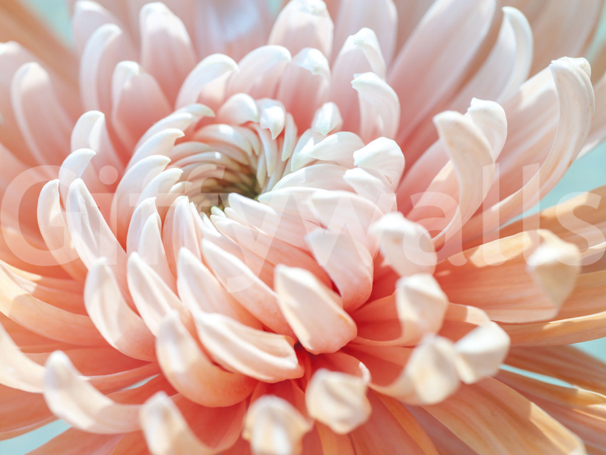 Fototapet med nærbilde av korallblomst
