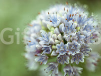 Full view of floral wallpaper with a blue allium flower head on soft green GD14202