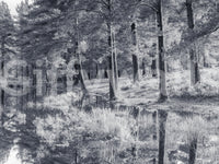 Fresque murale d’un reflet de forêt de pins monochrome
